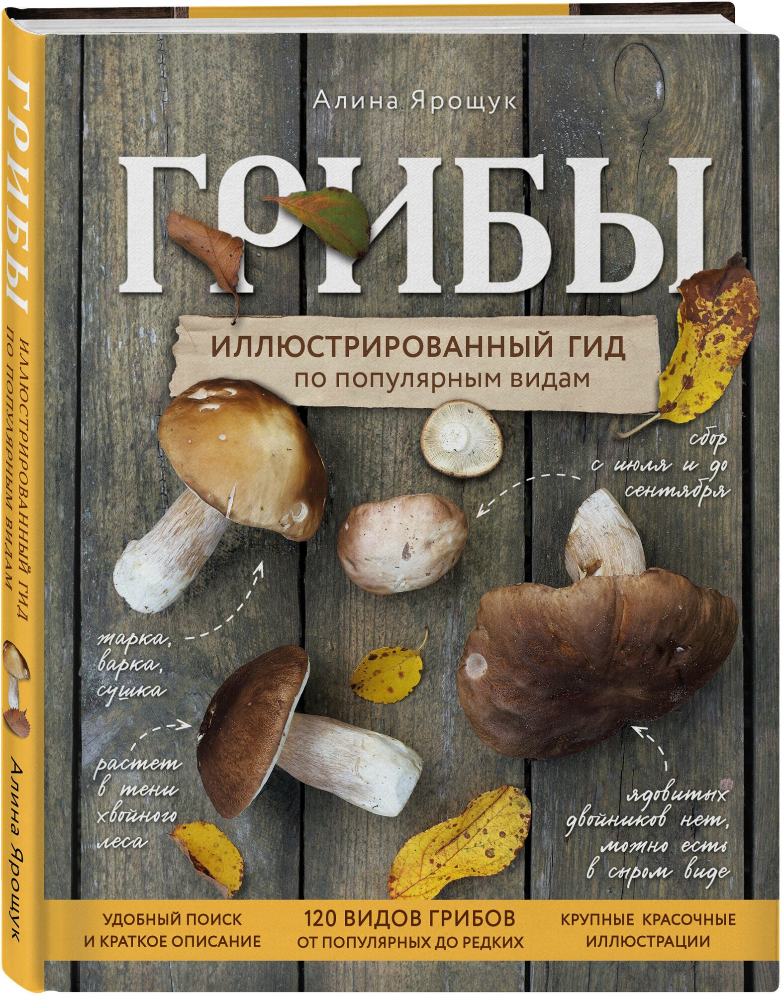 Грибы. Иллюстрированный гид по популярным видам - фото №1