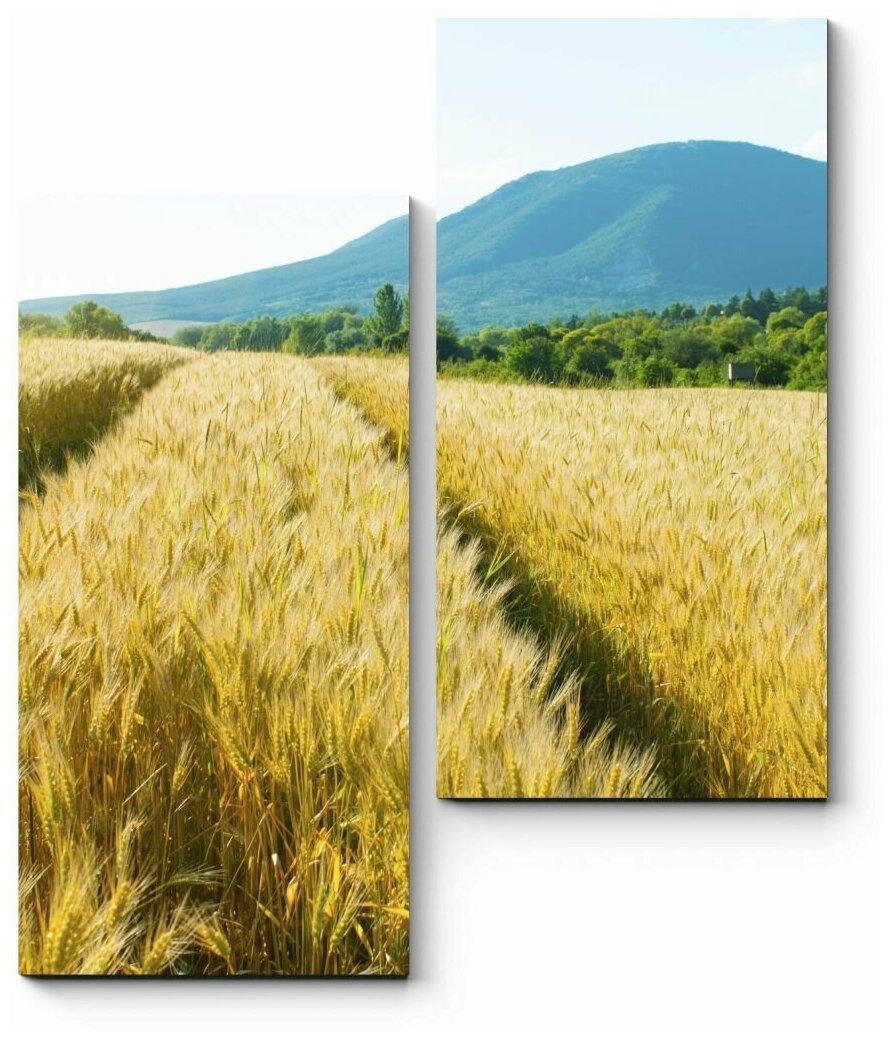 Модульная картина Пшеничное поле в лучах солнца 100x125