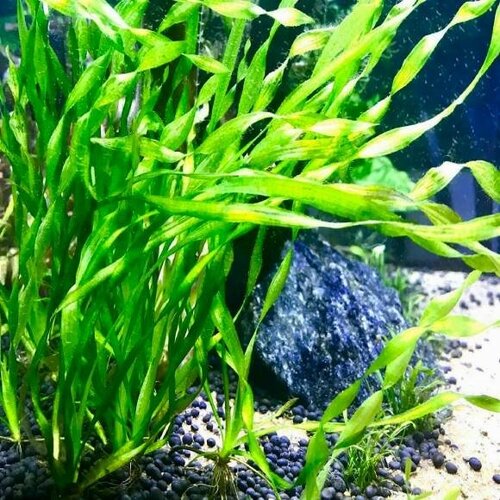 Валлиснерия спиральная (1 куст) - Vallisneria spiralis