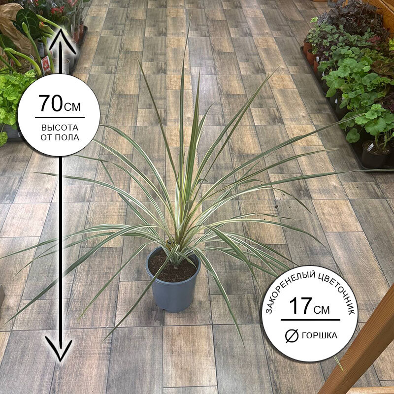 Кордилина австралийская вариегатная 17*70 живое комнатное растение в горшке