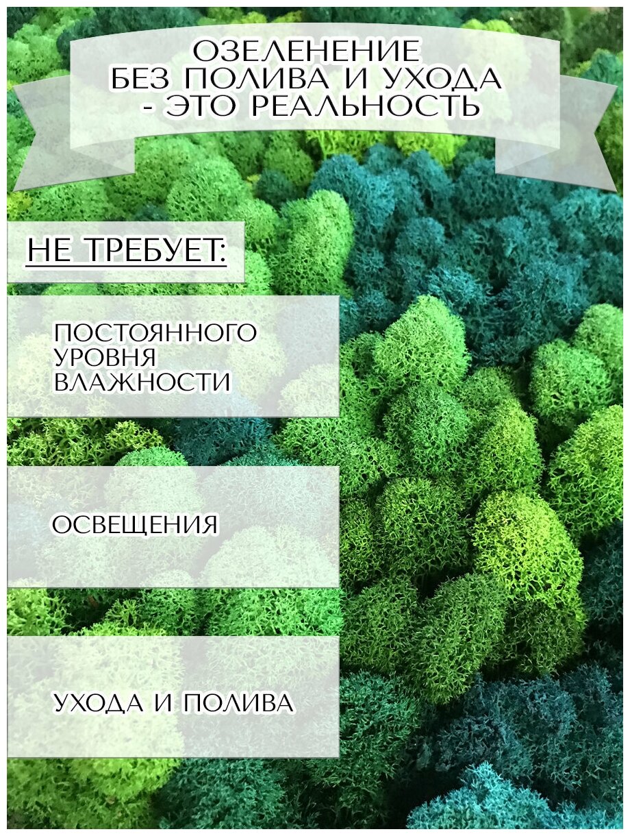 Фитопанель 50*70см из стабилизированного мха ягеля зеленый мох для дизайна интерьера/озеленение, декор для дома - фотография № 10