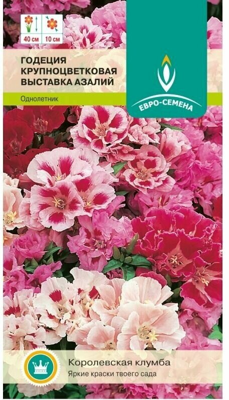 Годеция крупноцветковая Выставка азалий. Семена. Растение высотой до 40 см. Колокольчатые цветки разнообразных окрасок