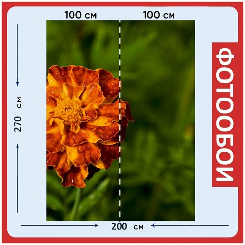 Фотообои Цветок оранжевый цветок лепестки 200x270 см флизелиновыена стену 2940₽