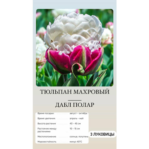 Тюльпан луковицы многолетних цветов