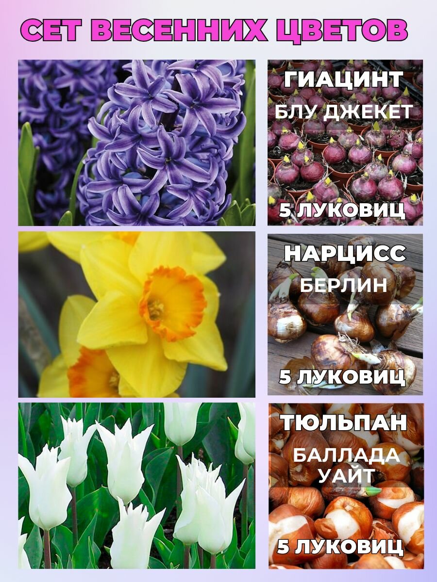 Луковичные весенние цветы сет 15 луковиц