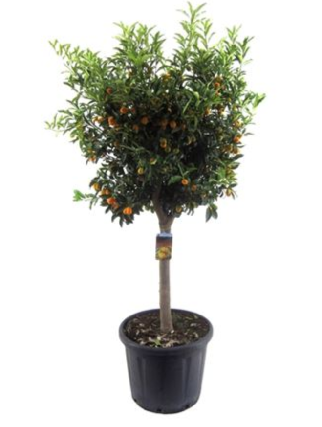 Кумкват - Kumquat D50 H180