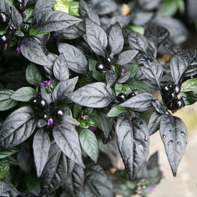 Семена острого перца Black Pearl