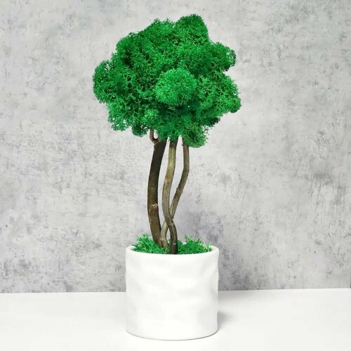 Декоративное растение дерево бонсай в кашпо для декора натуральный мох