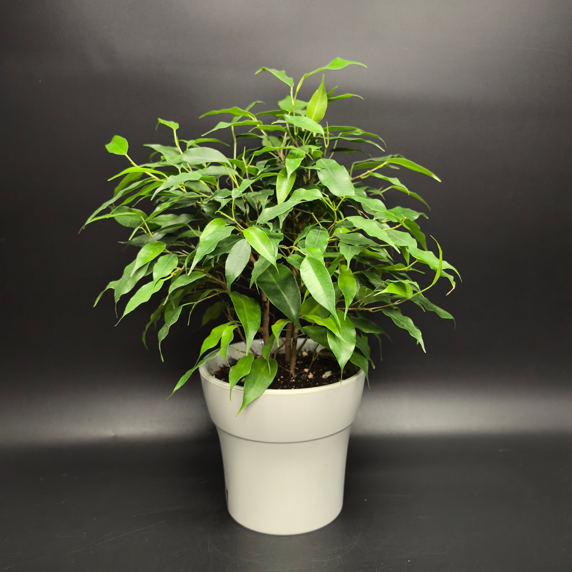 Фикус Бенджамин Грин Кинки от Succulenteria, D11, высота 32см