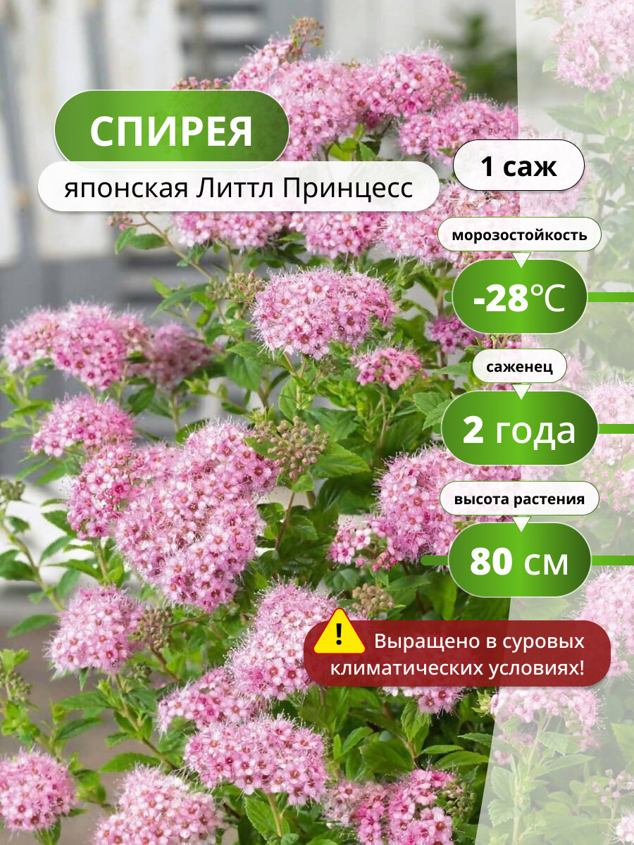 Спирея японская Литтл Принцесс спиреи цветущий ароматный