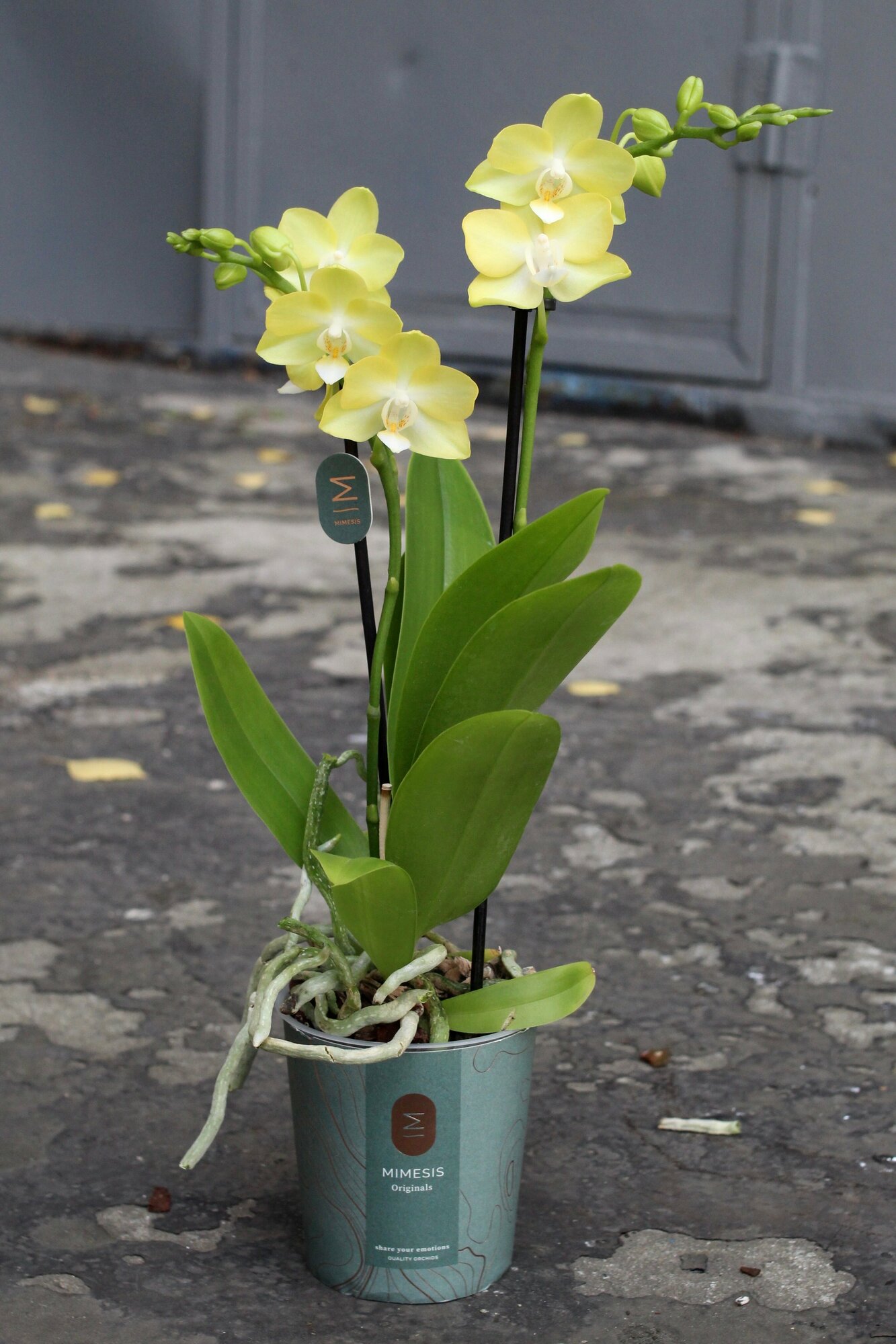 Лимонная Мини орхидея (D-10 H-40)