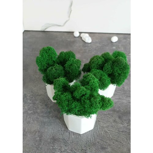 Кашпо со мхом 3 штуки