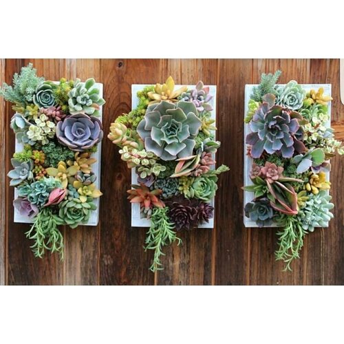 Подарок из живых растений кашпо с суккулентами 5200₽