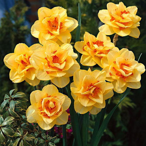 Луковицы Нарцисса Таити ( 3 шт )