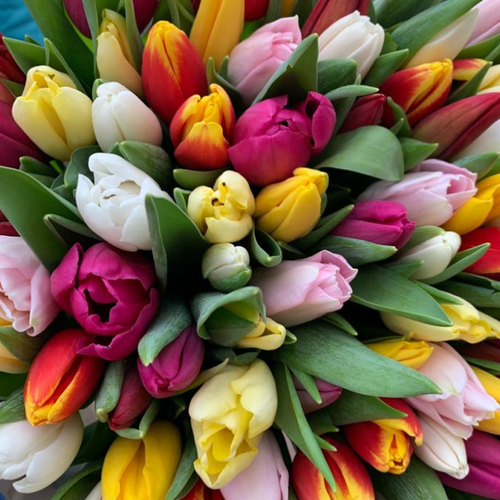 Луковицы Тюльпанов Микс ( 30 шт )