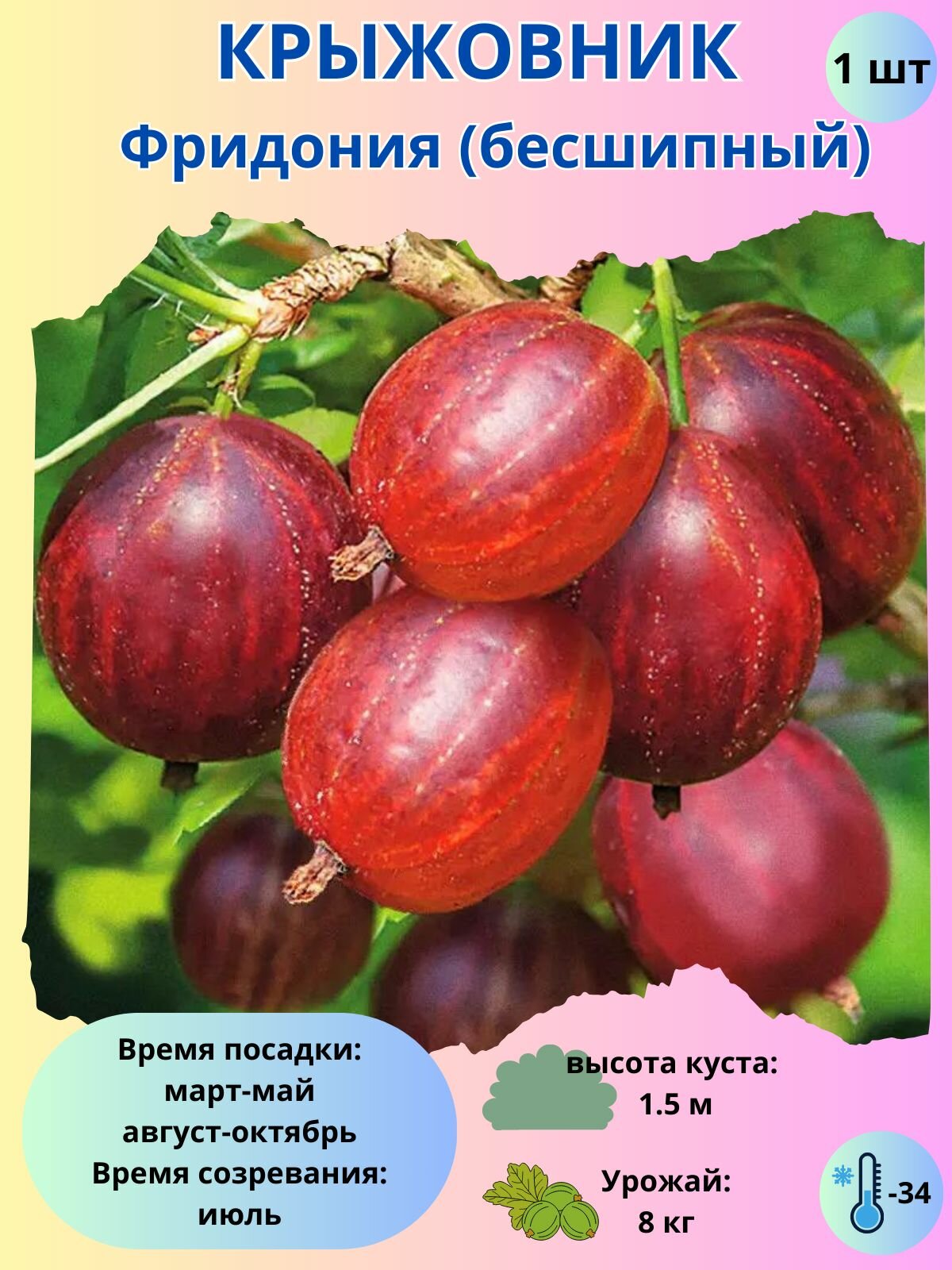 Крыжовник Фридония, ягодный кустарник