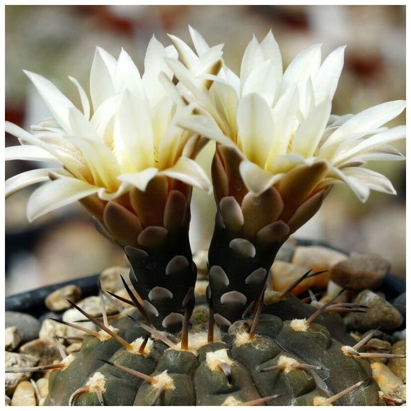 Семена Орешка Суккулент Кактус Gymnocalycium riojense ssp. paucispinum v. platygonum VG-065 10 шт.