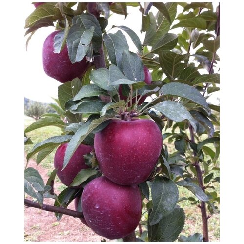 Яблоня Ред Делишес яблоки ред делишес новый урожай вес
