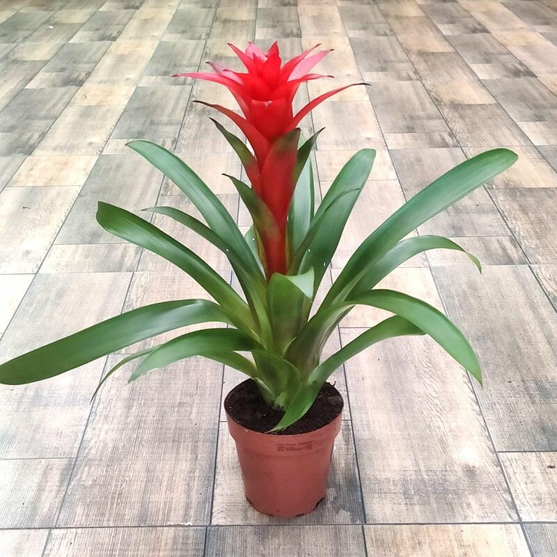 Вриезия Интенсо желтая 12*40 живое комнатное растение в горшке Закоренелый Цветочник