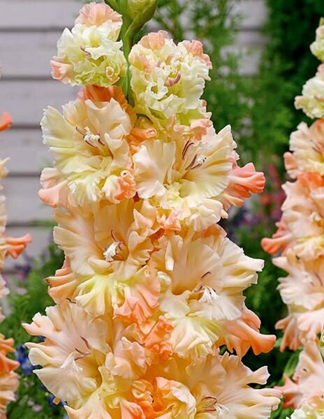 Гладиолус Сочи 1 шт