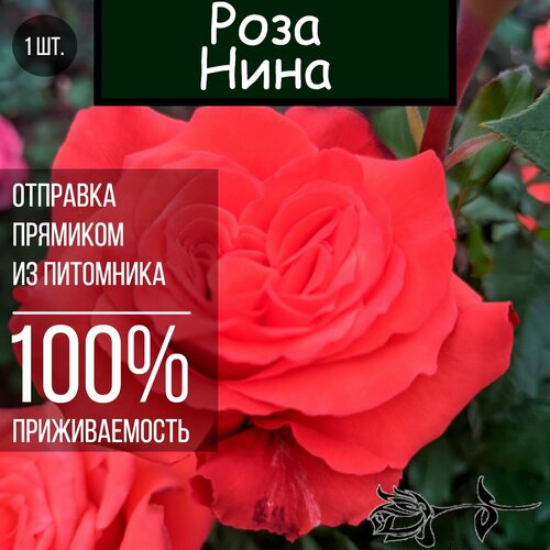 Саженец розы Нина / Чайно гибридная роза