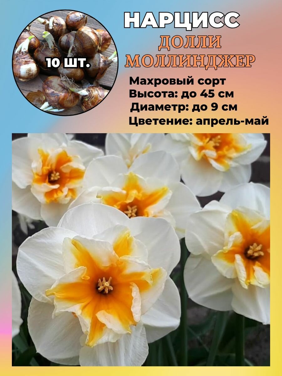 Нарцисс махровый многолетние луковичные цветы 10 шт.