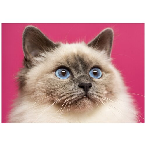 Рыжий кот Набор алмазной вышивки Красивая сиамская кошечка (F1-023) 22х17 см рыжий кот набор алмазной вышивки красивая русалочка rds18010 18 см