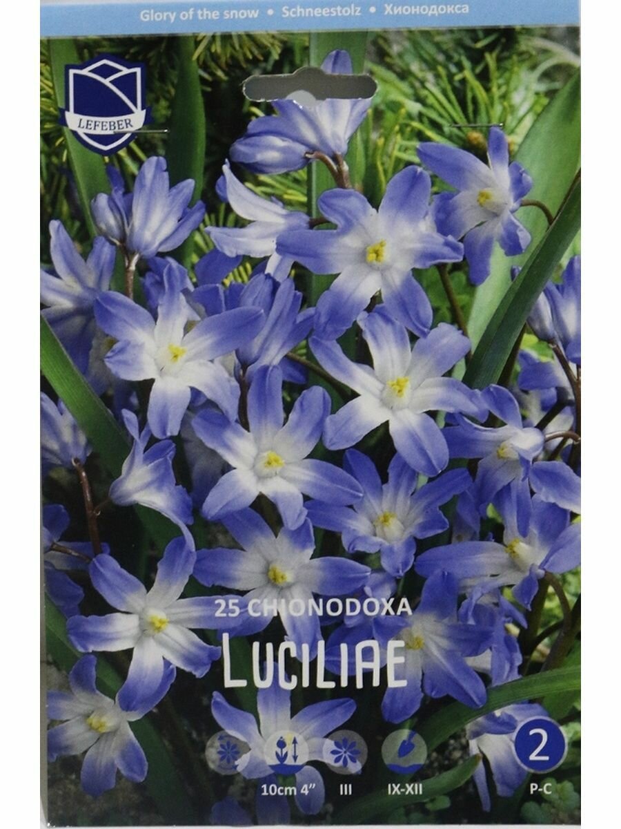 Хионодокса Люцилии (Chionodoxa luciliae / Gigantea blue), 25 шт - фотография № 1