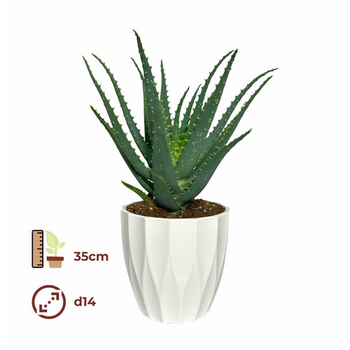 Алоэ 14/35, цвет кашпо белый