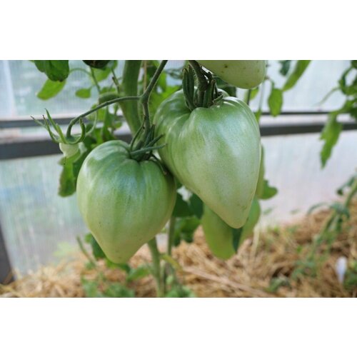 Коллекционные семена томата Бычье сердце Осбурн коллекционные семена томата японское бычье сердце