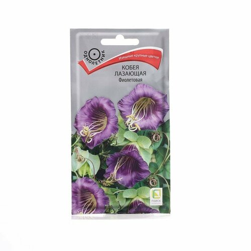 Семена цветов Кобея лазающая Фиолетовая, 5шт 2 шт кобея лазающая свадебные колокола 5 шт
