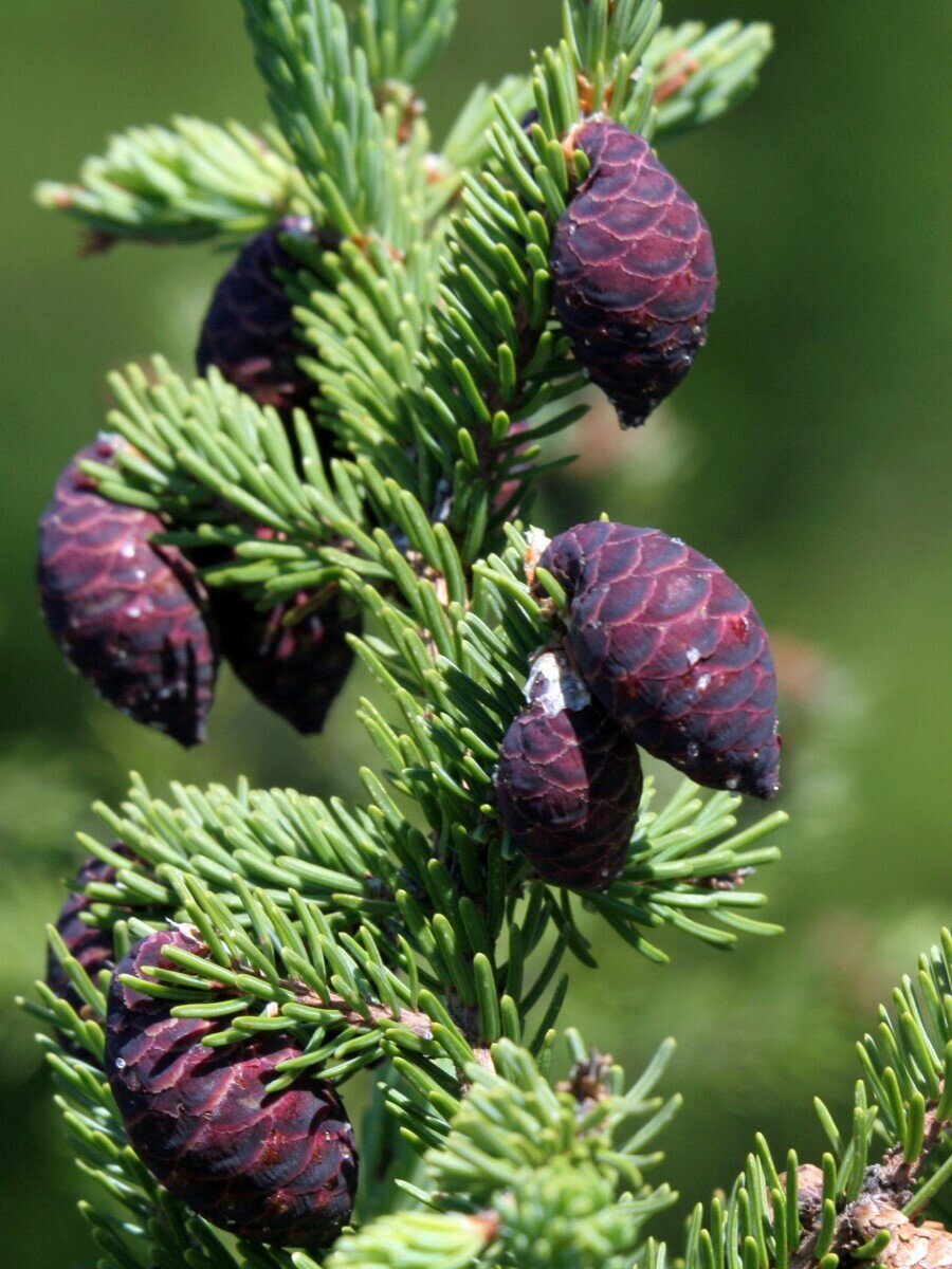 Семена Ель чёрная (Picea mariana), 60 штук