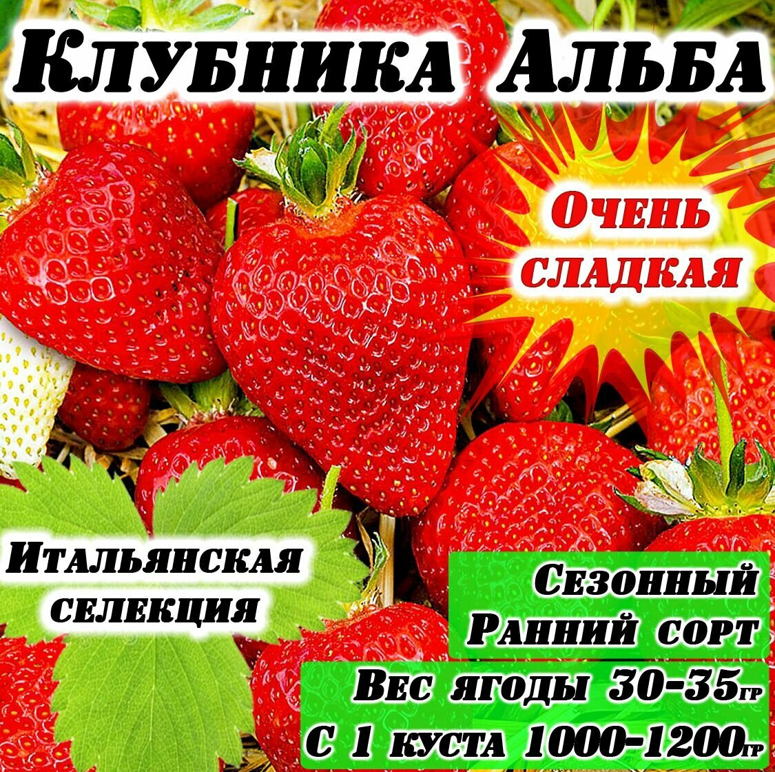 Земляника Альба (сезонная) 6 штук