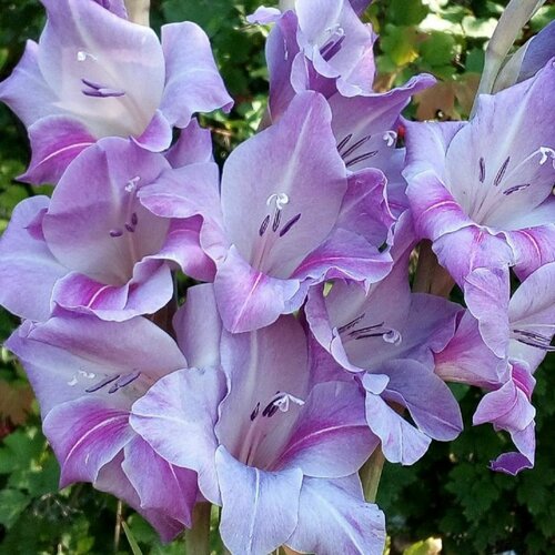 Гладиолус Блю Бьюти экстра 3 шт луковиц в упаковке 595₽