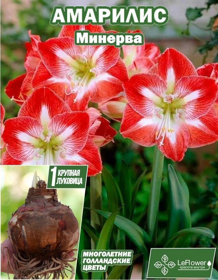 Амариллис, Минерва, луковица цветов, 1шт