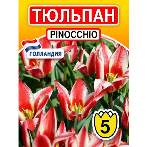 Луковичные цветы Тюльпан Pinocchio 5 шт