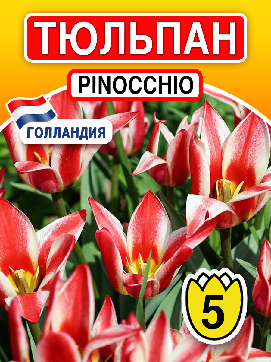 Луковичные цветы Тюльпан Pinocchio 5 шт - фотография № 1