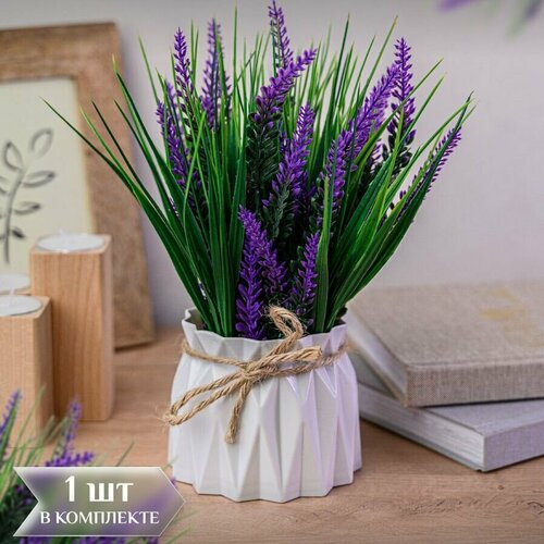 Лаванда в пластиковом кашпо
