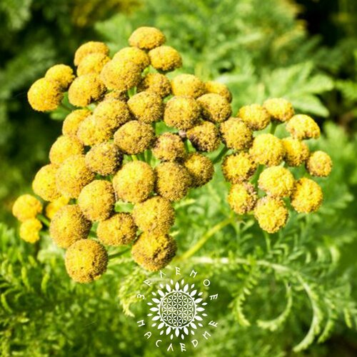 Семена Полынь горькая лат Artemisia absinthium 250шт от Green Legacy 350₽