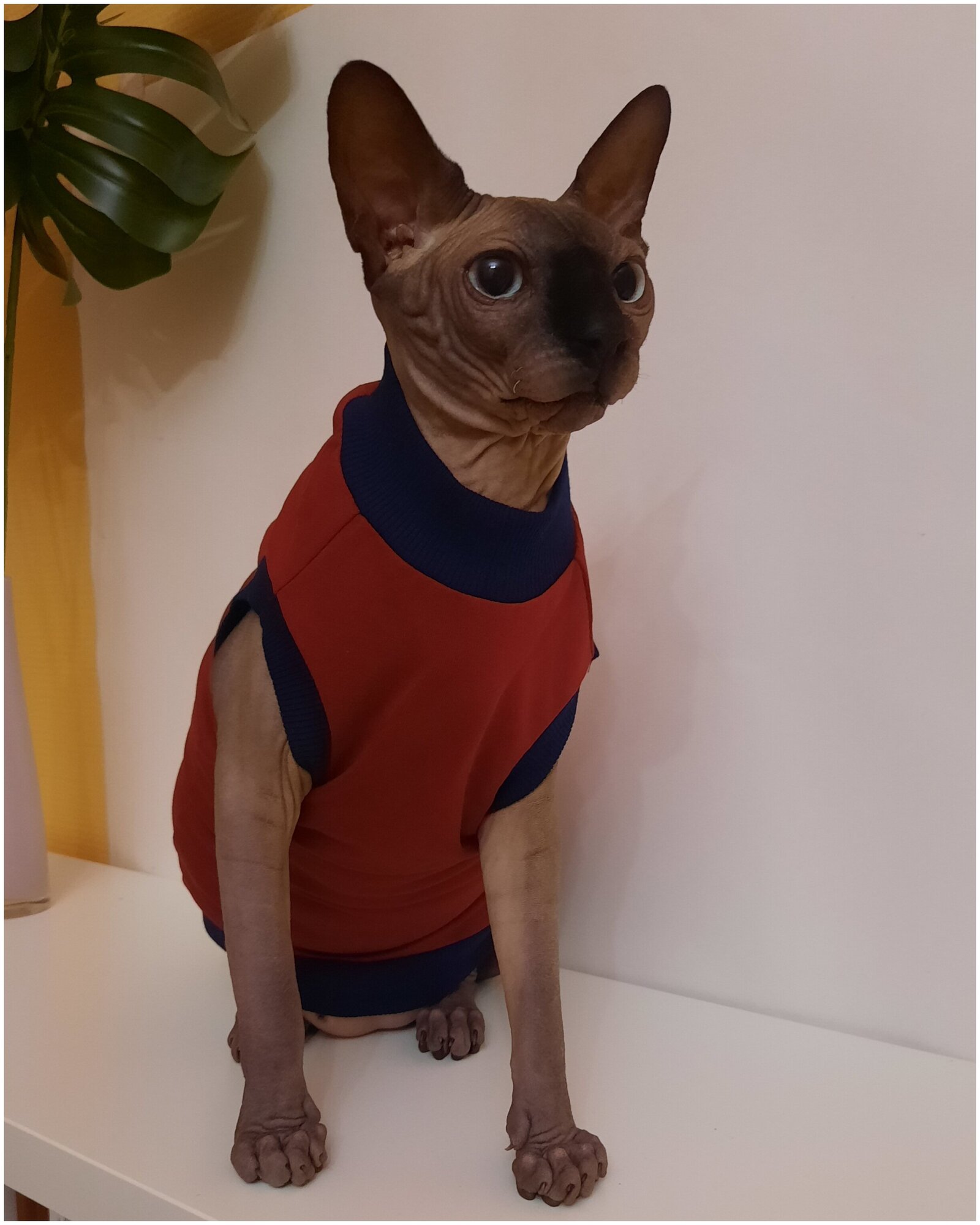 Свитшот для кошек, размер 40 (длина спины 40см), цвет бордовый / толстовка свитшот свитер для кошек сфинкс / одежда для животных - фотография № 11