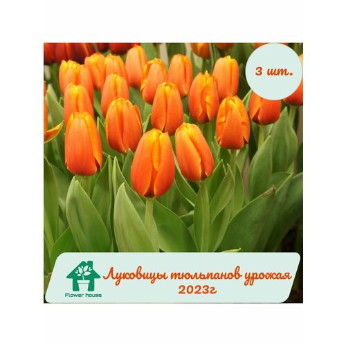 Луковицы тюльпанов Triple A (Трипл А) 3 шт. фракция 12/+