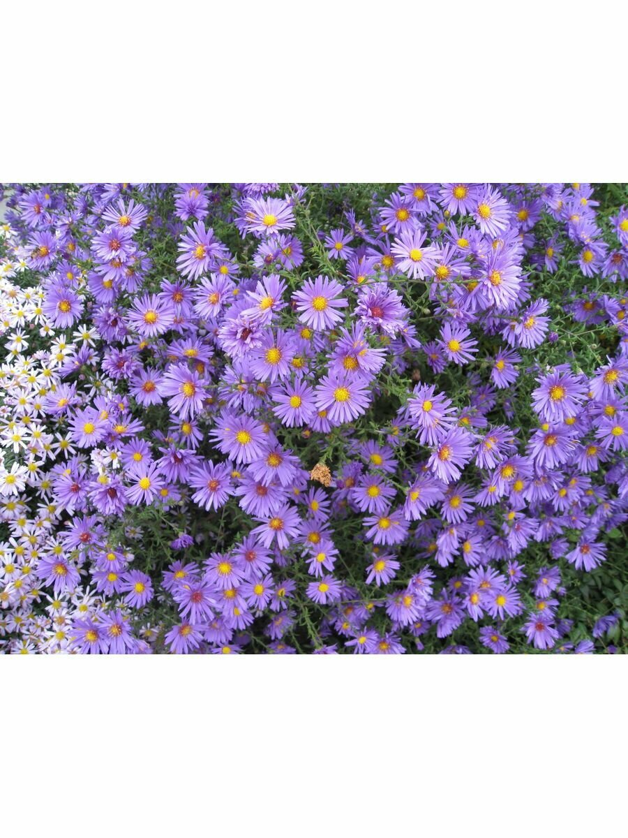 Астра многолетняя (сентябрик) Aster — купить в интернет-магазине по ...
