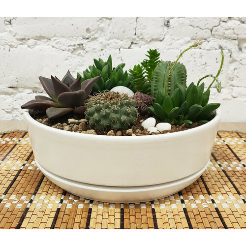 Керамический горшок-бонсайница для бонсай, кактусов и суккулентов.