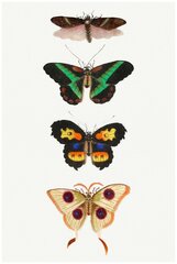 Постер / Плакат / Картина Бабочки - Завораживающие бабочки 40х50 см в подарочном тубусе