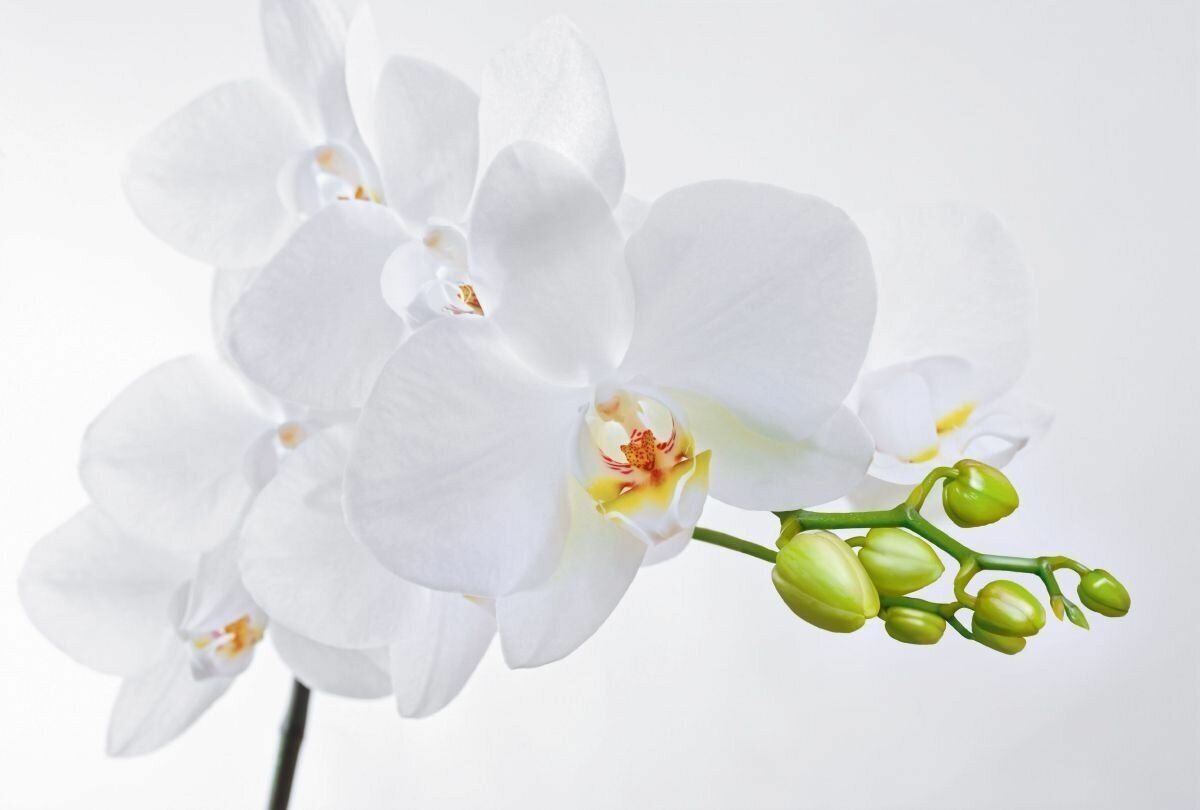 Фотообои виниловые тисненые на флизелиновой основе Белая орхидея И 490 400х270см