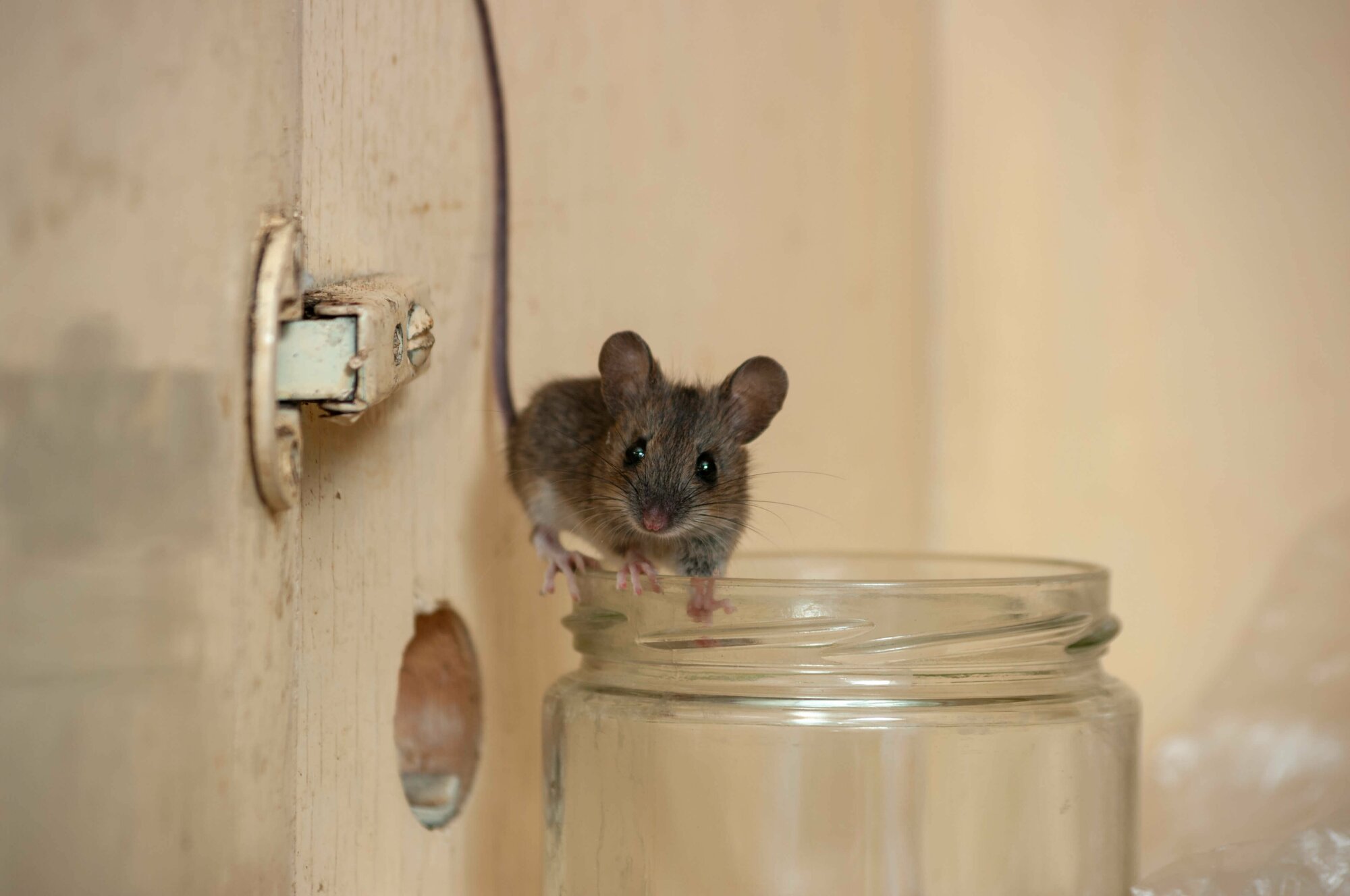 Гранулы от мышей и крыс "Избавитель" 100 гр (3 упаковки) - эффективное средство от грызунов - фотография № 3
