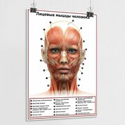 Обучающий медицинский плакат "Лицевые мышцы человека" / А-2 (42x60 см.)
