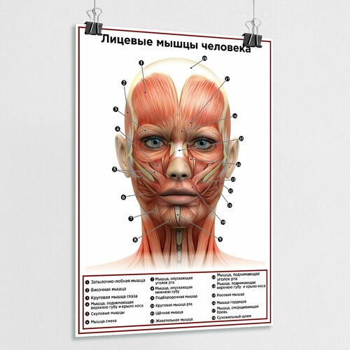 Плакат по анатомии человека "Лицевые мышцы" / ламинированный / А-0 (84x119 см.)