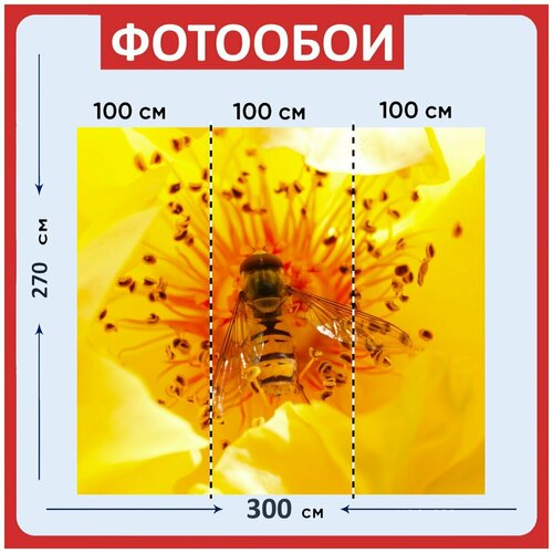 Фотообои Журчалки германия желтый 300x270 см флизелиновыена стену 3960₽