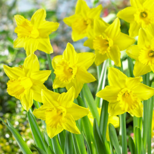 Луковицы Нарцисса Тамара 5 шт 477₽